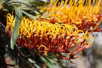 Australische Steineiche &ndash; &copy; Anna Stiebing (Eberhardt TRAVEL)