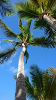 Antigua - Dickinson Beach 