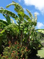 Alles Banane ... &ndash; &copy; Anne Schröder (Eberhardt TRAVEL)