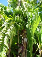 Alles Banane ... &ndash; &copy; Anne Schröder (Eberhardt TRAVEL)