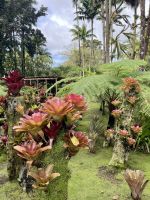 Insel Nummer 2 - Martinique: Besuch im Balata-Garten  &ndash; &copy; Anne Schröder (Eberhardt TRAVEL)