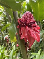 Porzellanrose &ndash; &copy; Anne Schröder (Eberhardt TRAVEL)