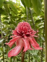 Porzellanrose &ndash; &copy; Anne Schröder (Eberhardt TRAVEL)