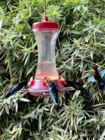 Zahlreiche Kolibris im Balata-Garten &ndash; &copy; Anne Schröder (Eberhardt TRAVEL)