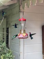 Zahlreiche Kolibris im Balata-Garten &ndash; &copy; Anne Schröder (Eberhardt TRAVEL)