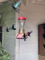 Zahlreiche Kolibris im Balata-Garten &ndash; &copy; Anne Schröder (Eberhardt TRAVEL)