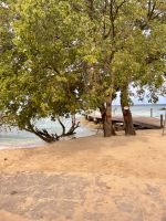 Gefährlicher Manchinelbaum auf Barbados &ndash; &copy; Anne Schröder (Eberhardt TRAVEL)