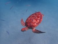Hawksbill-Schildkröte auf Barbados &ndash; &copy; Anne Schröder (Eberhardt TRAVEL)