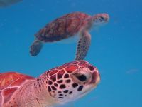 Hawksbill-Schildkröte auf Barbados &ndash; &copy; Anne Schröder (Eberhardt TRAVEL)