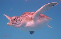 Hawksbill-Schildkröte auf Barbados &ndash; &copy; Anne Schröder (Eberhardt TRAVEL)