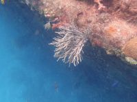 Schnorcheln auf Barbados &ndash; &copy; Anne Schröder (Eberhardt TRAVEL)