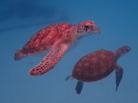 Hawksbill-Schildkröte auf Barbados &ndash; &copy; Anne Schröder (Eberhardt TRAVEL)