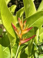 Strelitzie auf Barbados &ndash; &copy; Anne Schröder (Eberhardt TRAVEL)