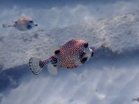 Kofferfische auf Barbados &ndash; &copy; Anne Schröder (Eberhardt TRAVEL)