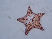 Unterwasserwelt Barbados &ndash; &copy; Anne Schröder (Eberhardt TRAVEL)