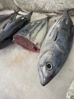 Thunfisch deluxe &ndash; &copy; Anne Schröder (Eberhardt TRAVEL)