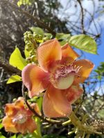 Blüten des Kanonenkugelbaumes &ndash; &copy; Anne Schröder (Eberhardt TRAVEL)