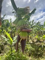 Bananenplantagen auf St. Lucia &ndash; &copy; Anne Schröder (Eberhardt TRAVEL)