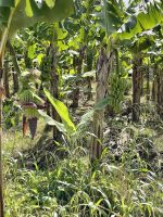 Bananenplantagen auf St. Lucia &ndash; &copy; Anne Schröder (Eberhardt TRAVEL)
