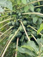 Papayas auf Antigua &ndash; &copy; Anne Schröder (Eberhardt TRAVEL)