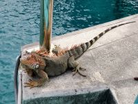 Einheimische auf St. Maarten &ndash; &copy; Anne Schröder (Eberhardt TRAVEL)