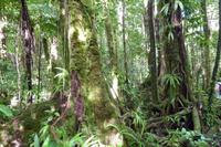 Regenwald-Wanderung