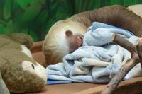 Leilo und sein Kuschelhase &ndash; &copy; Anna Stiebing (Eberhardt TRAVEL)