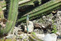 kleine Leguane &ndash; &copy; Anna Stiebing (Eberhardt TRAVEL)