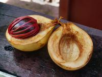 Grenada, Muskatnuss &ndash; &copy; Anna Stiebing (Eberhardt TRAVEL)