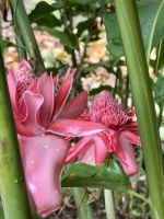Porzellanrose