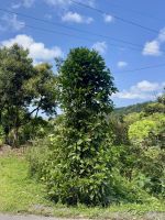 ein Kaffeebaum &ndash; &copy; Anne Schröder (Eberhardt TRAVEL)