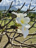 duftende Frangipani &ndash; &copy; Anne Schröder (Eberhardt TRAVEL)