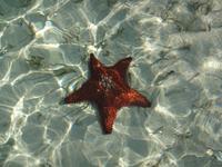 Seestern  &ndash; &copy; Maria Drewans (Eberhardt TRAVEL)