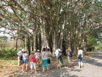 im Bontanischen Garten in Cienfuegos &ndash; &copy; Sylvia Ott (Eberhardt TRAVEL)