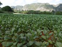 Vinales Tal &ndash; &copy; Rebekka Böhme (Eberhardt TRAVEL)