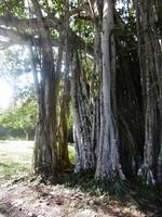 Botanischer Garten Cienfuegos &ndash; &copy; Rebekka Böhme (Eberhardt TRAVEL)