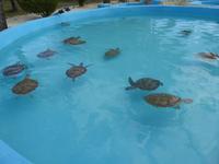 Turtlefarm &ndash; &copy; Sabine Letzybyll (Eberhardt TRAVEL)