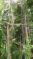 Barbados Namenspflanze &ndash; &copy; Nadja Klinkhardt (Eberhardt TRAVEL)