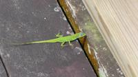 güner Salamander St. Vincent &ndash; &copy; Nadja Klinkhardt (Eberhardt TRAVEL)