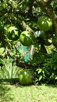 Kallabash Guadeloupe