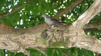 Vogel St. Lucia &ndash; &copy; Nadja Klinkhardt (Eberhardt TRAVEL)