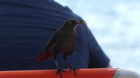 Vogel Curacao