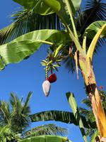Bananenpflanzen &ndash; &copy; Anne Schröder (Eberhardt TRAVEL)