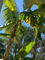 Bananenpflanzen &ndash; &copy; Anne Schröder (Eberhardt TRAVEL)