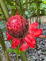 Jardin de Balata &ndash; &copy; Anne Schröder (Eberhardt TRAVEL)
