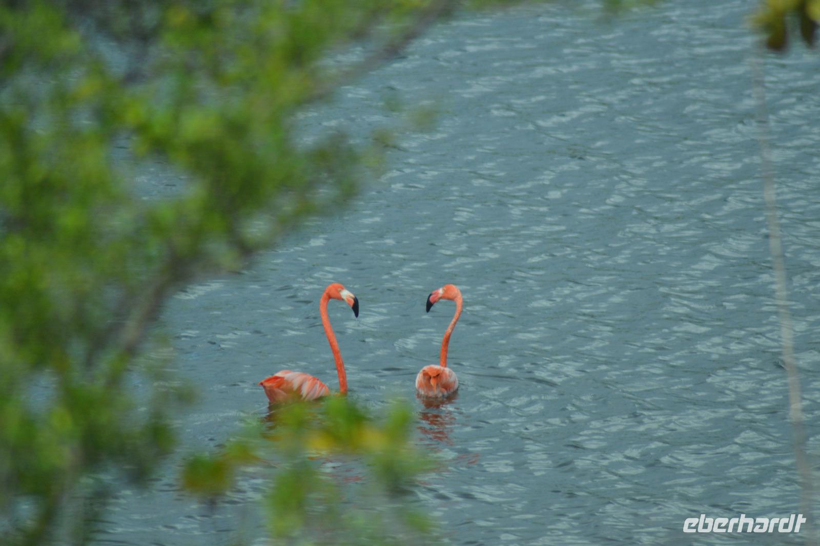 Lake Goto - Bonaire (1) &ndash; &copy; Laura Wonneberger (Eberhardt TRAVEL)