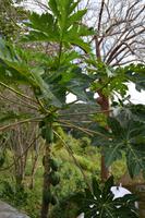 Altos de Chavon (2) &ndash; &copy; Laura Wonneberger (Eberhardt TRAVEL)
