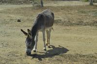 Bonaire (1) &ndash; &copy; Laura Wonneberger (Eberhardt TRAVEL)