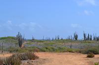 Bonaire (3) &ndash; &copy; Laura Wonneberger (Eberhardt TRAVEL)