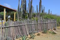 Bonaire (4) &ndash; &copy; Laura Wonneberger (Eberhardt TRAVEL)